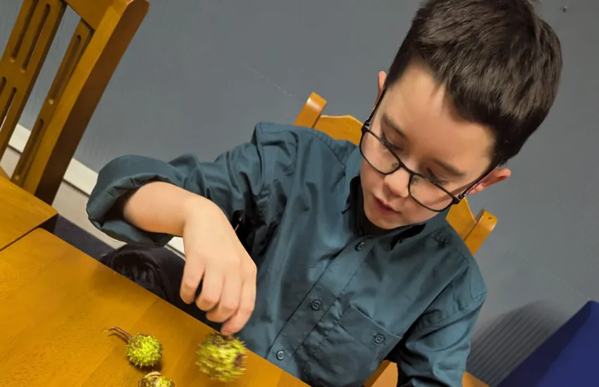 a scout surveying his conker haul