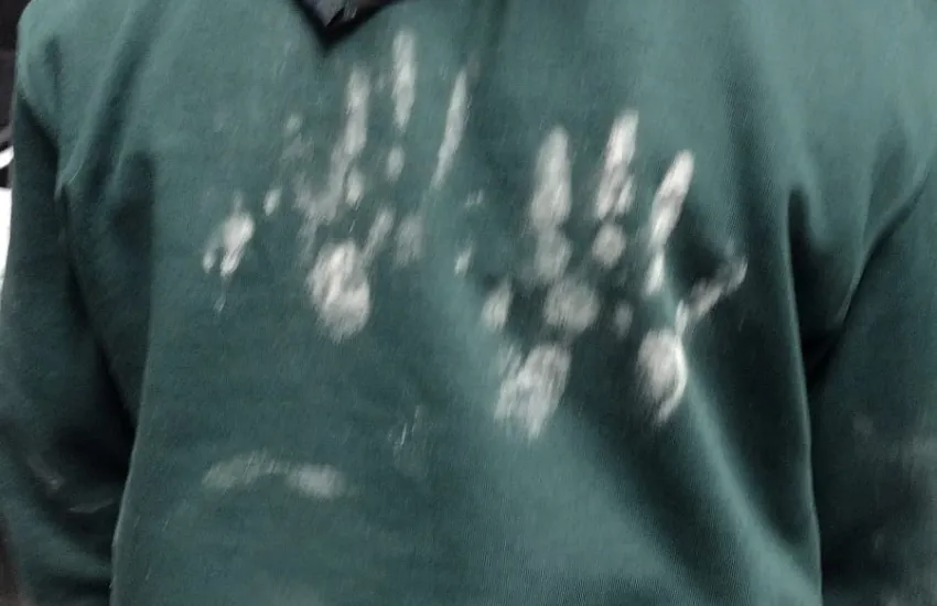 a cubs with flour handprints on their back